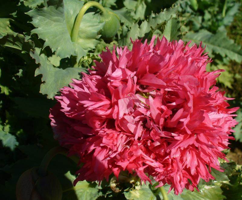 post-231841-0-85233200-1442660833_thumb.