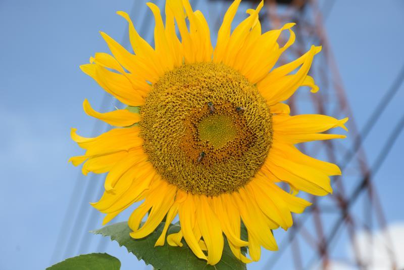 post-237730-0-03220300-1443514400_thumb.