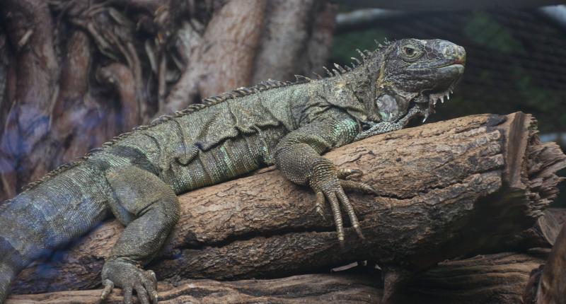 post-237730-0-05468600-1441243853_thumb.