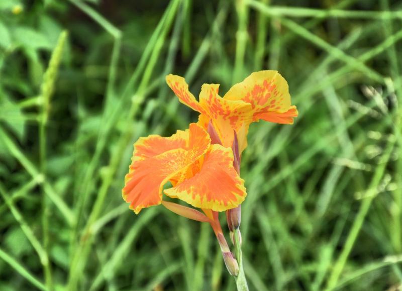 post-237730-0-07729300-1442477089_thumb.