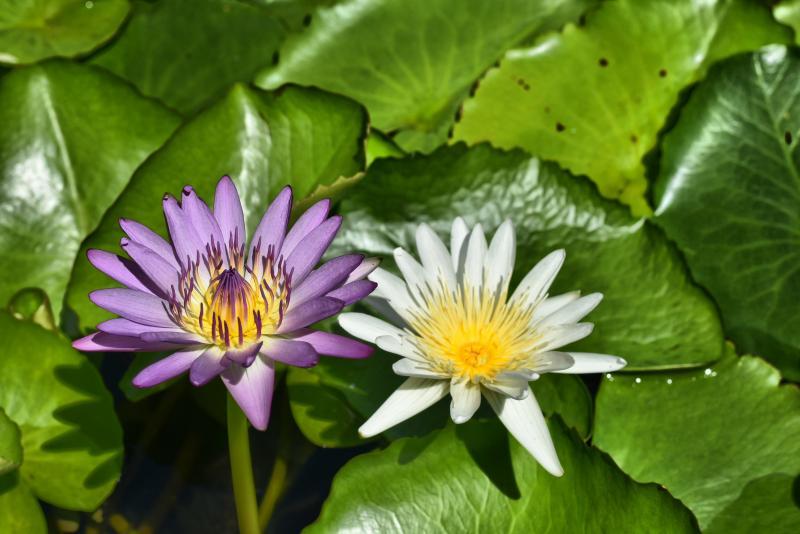 post-237730-0-11517100-1443175633_thumb.