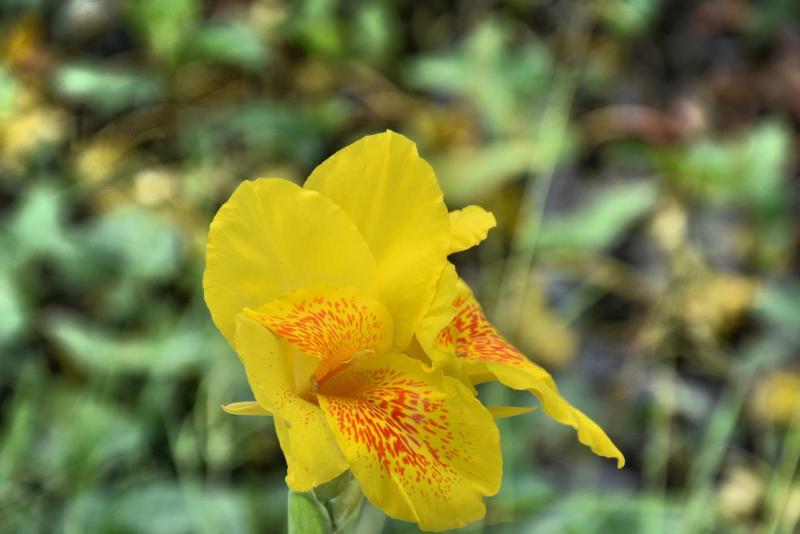 post-237730-0-12959400-1442477391_thumb.