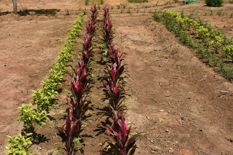 post-237730-0-17706700-1443077793_thumb.