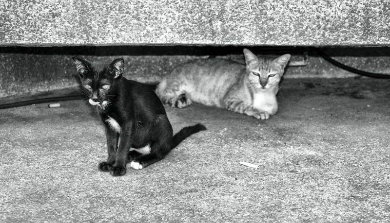 post-237730-0-20181600-1442313313_thumb.