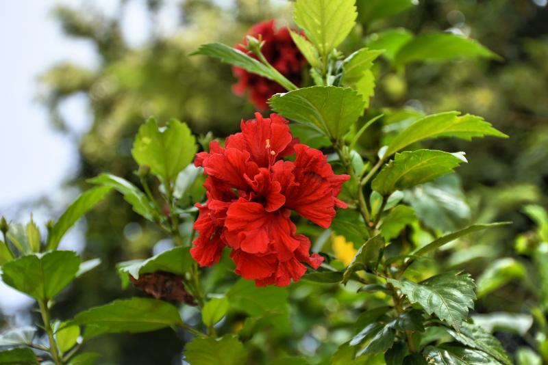 post-237730-0-24761100-1443243919_thumb.