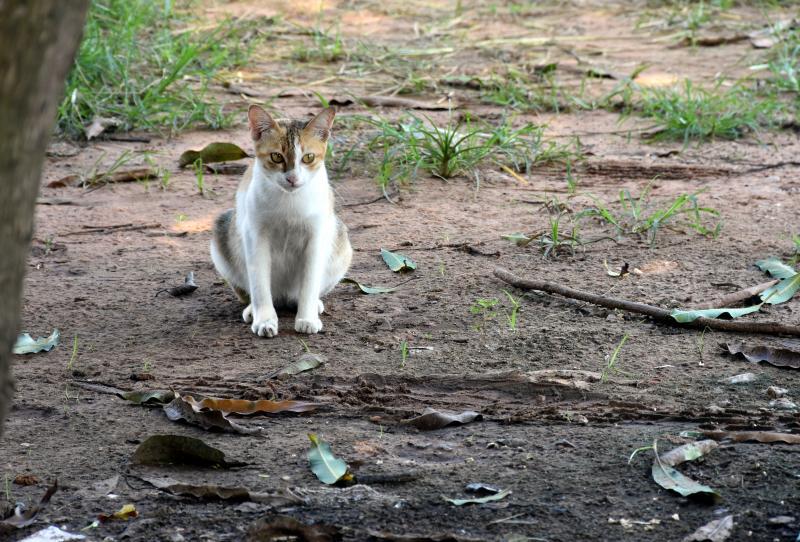 post-237730-0-37065400-1442225035_thumb.