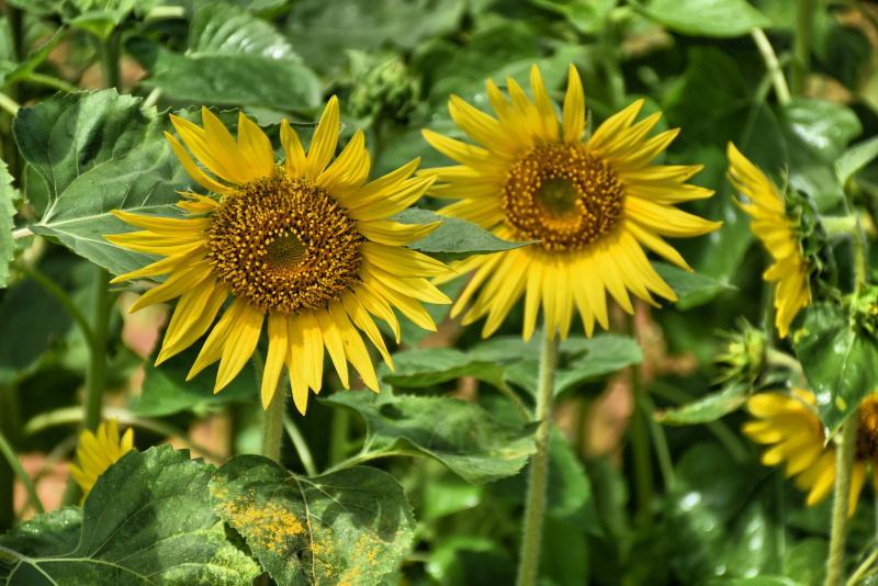 post-237730-0-37509200-1443068957_thumb.