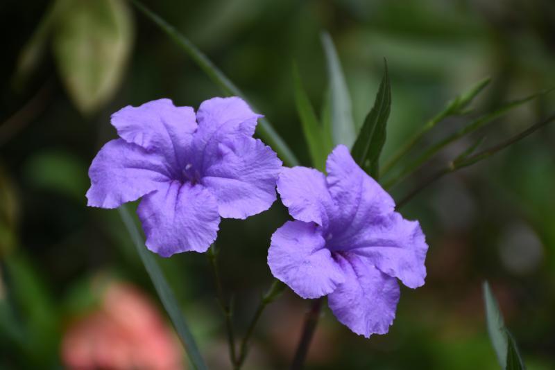 post-237730-0-39875200-1443068819_thumb.