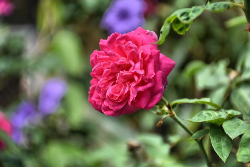 post-237730-0-44486900-1443068730_thumb.