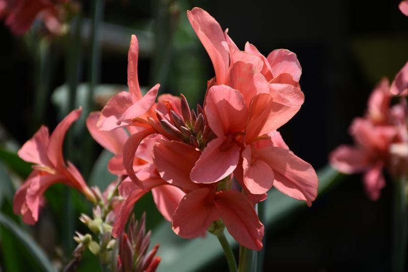 post-237730-0-49367100-1442228150_thumb.