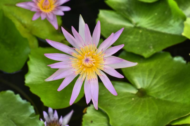 post-237730-0-55336800-1443175793_thumb.