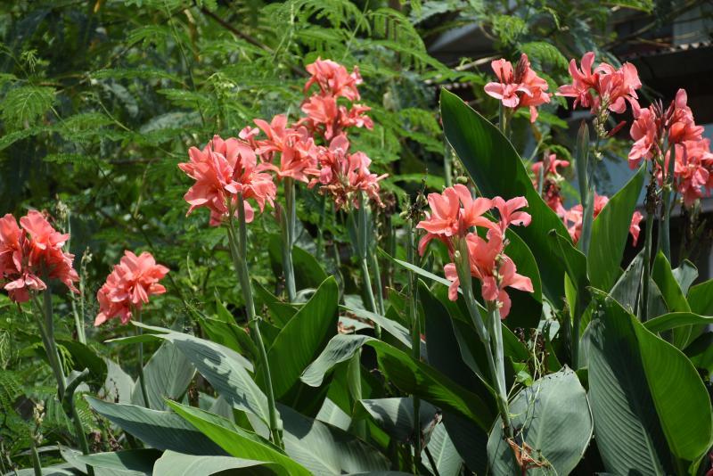 post-237730-0-55467100-1442228705_thumb.