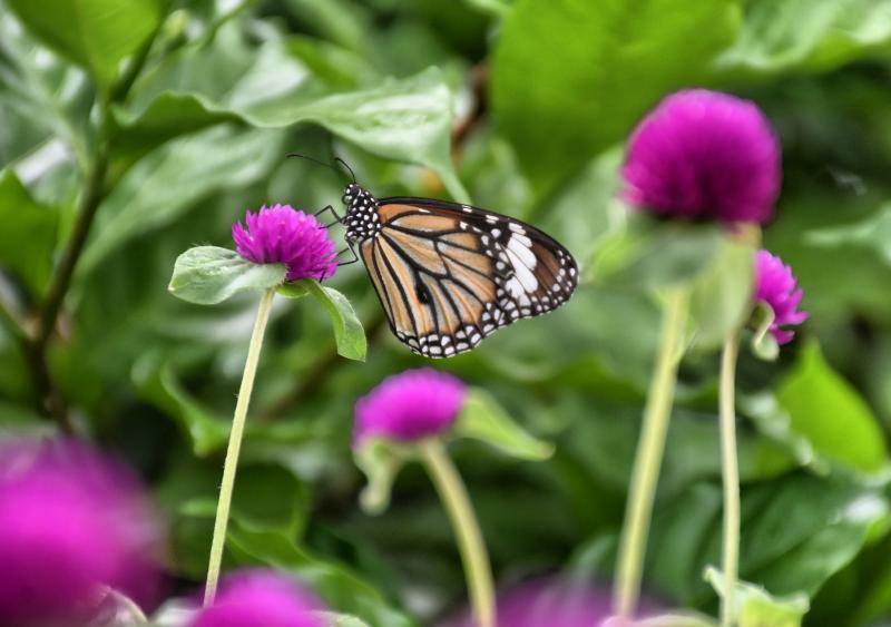 post-237730-0-63659900-1442474693_thumb.