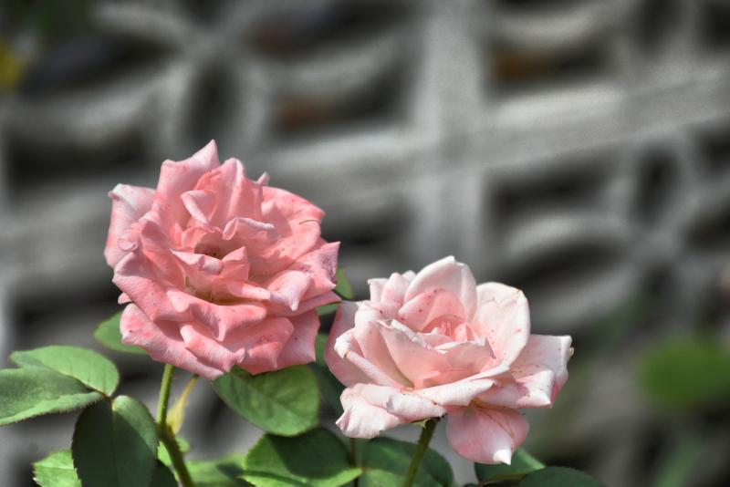 post-237730-0-68472000-1443514284_thumb.