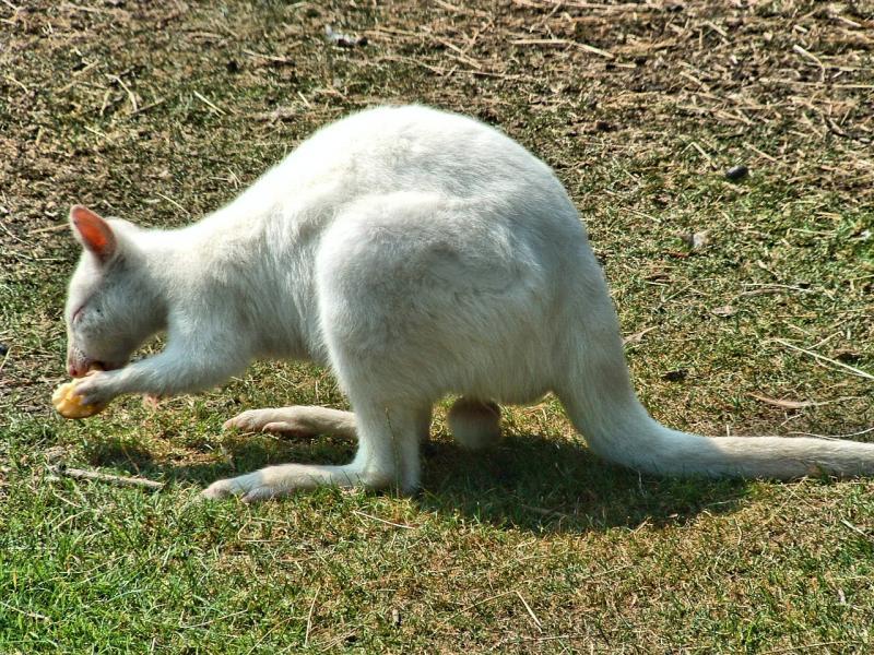 post-237730-0-75625300-1442029688_thumb.