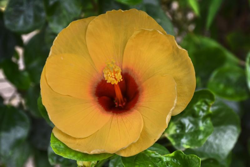 post-237730-0-85052100-1442541033_thumb.