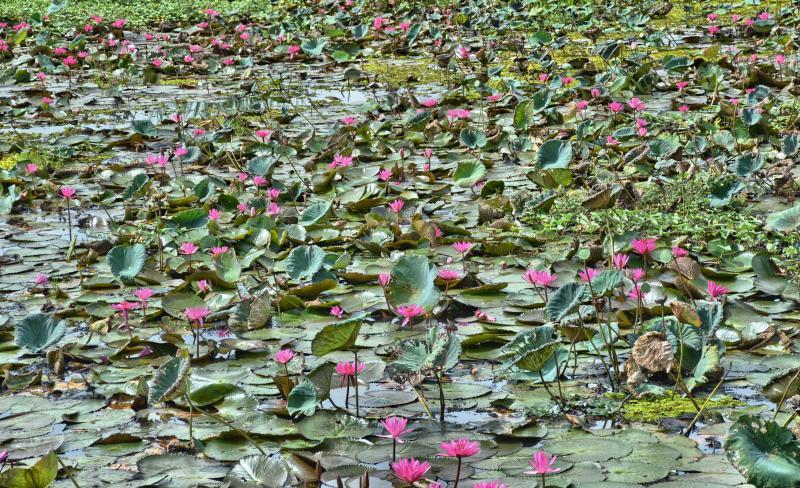 post-237730-0-86366300-1442314425_thumb.