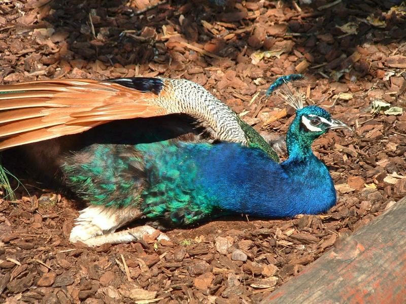 post-237730-0-88801100-1442315381_thumb.