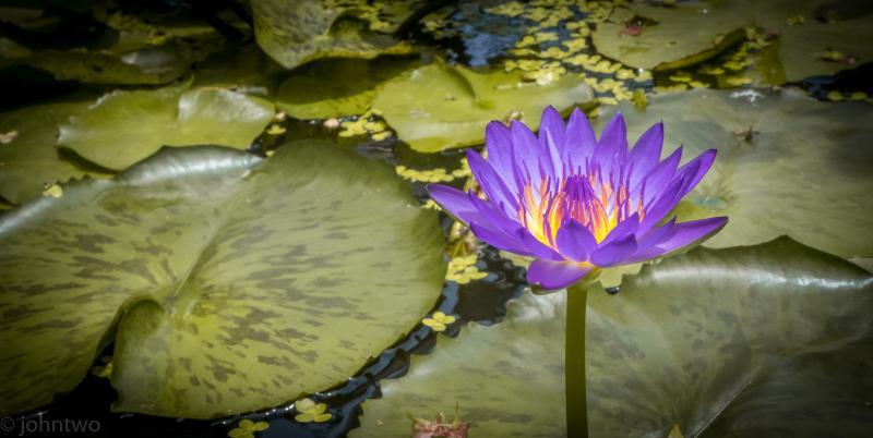 post-242846-0-04609100-1442302855_thumb.