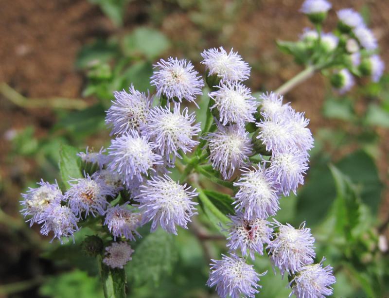 post-35489-0-03195300-1442428789_thumb.j