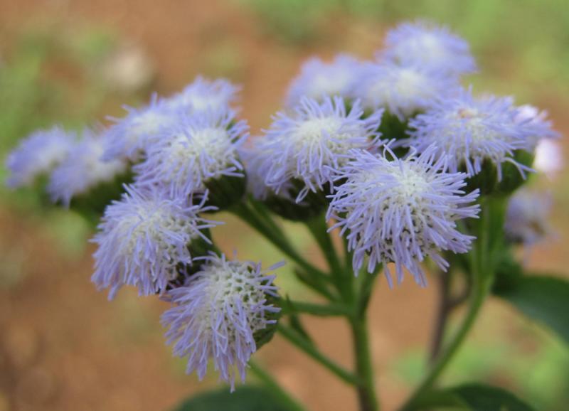 post-35489-0-33333800-1442428922_thumb.j