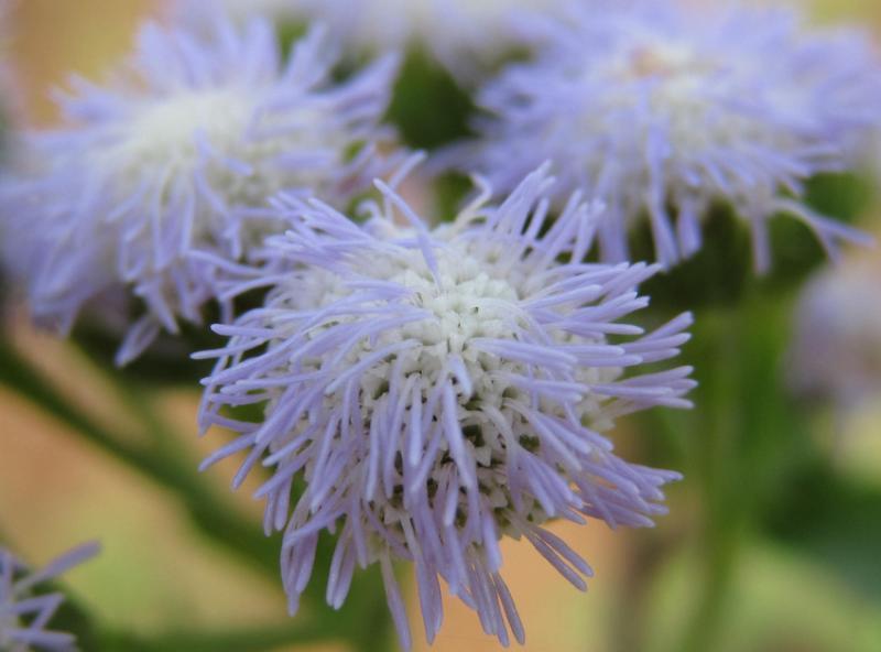 post-35489-0-62769000-1442428583_thumb.j