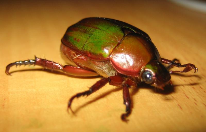 post-35489-0-64562700-1442243223_thumb.j