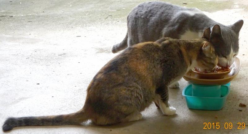 post-35489-0-88827700-1443593656_thumb.j