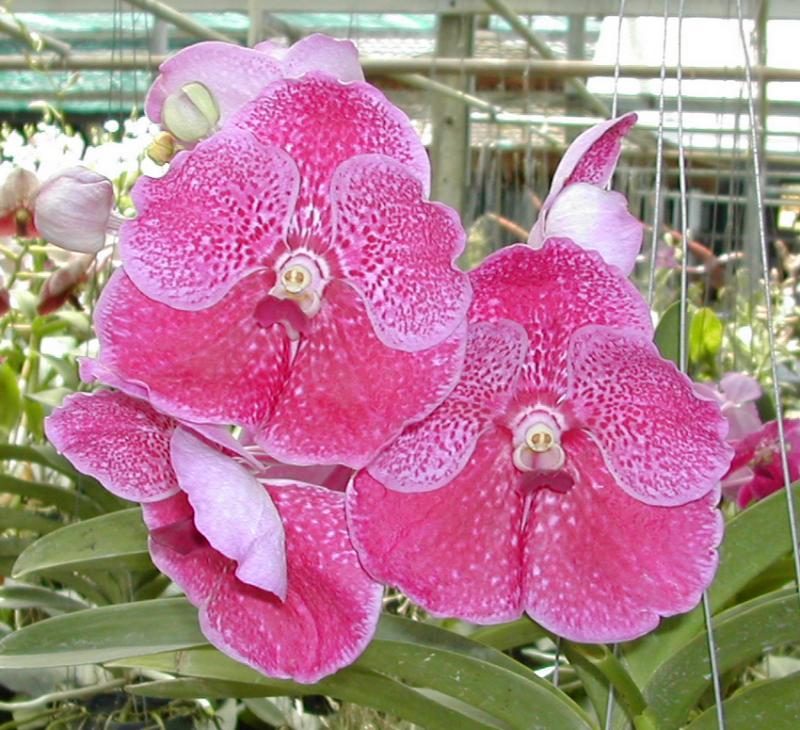 post-35489-0-95488200-1442245315_thumb.j