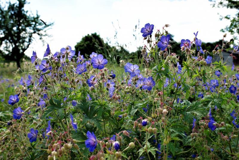 post-93078-0-87340000-1441533971_thumb.j