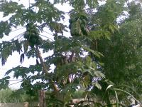 post-17093-1255078451_thumb.jpg