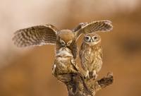 post-18822-069385200 1286201073_thumb.jp