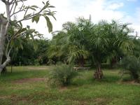 post-72121-006700800 1287395300_thumb.jp