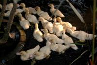 post-137828-0-43534800-1317837843_thumb.