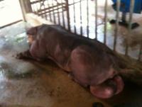 post-109249-0-33002600-1351591739_thumb.