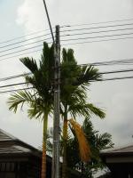 post-135940-0-29170300-1350296406_thumb.