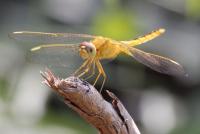 post-16612-0-01244200-1351360021_thumb.j