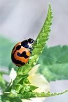 post-16612-0-03092500-1351359906_thumb.j