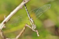 post-16612-0-61586100-1351359876_thumb.j