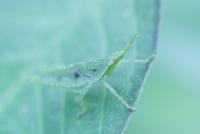 post-16612-0-78889300-1351359918_thumb.j