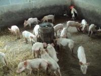 post-32351-0-55152300-1349665015_thumb.j