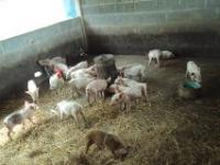 post-32351-0-80619300-1349665030_thumb.j