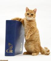 post-46648-0-89543900-1350511644_thumb.j