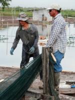 post-104736-0-31546600-1382261397_thumb.