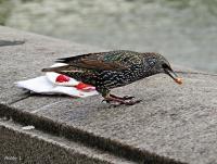 post-12069-0-26500300-1382148821_thumb.j