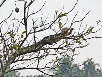 post-12069-0-41160100-1382499875_thumb.j