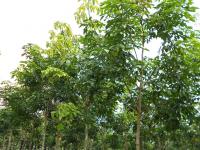 post-126208-0-06460300-1380968925_thumb.