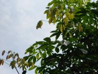 post-126208-0-27508800-1380968917_thumb.