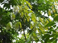 post-126208-0-48526400-1380968922_thumb.