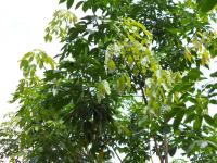 post-126208-0-58386900-1380968927_thumb.